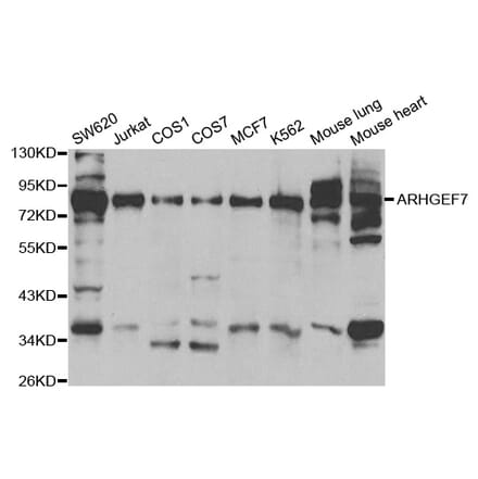 Western blot - ARHGEF7 Antibody from Signalway Antibody (32163) - Antibodies.com