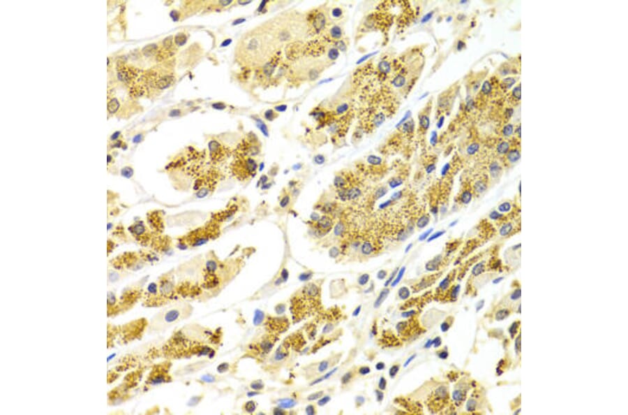 Immunohistochemistry - ATP6AP1 Antibody from Signalway Antibody (32229) - Antibodies.com