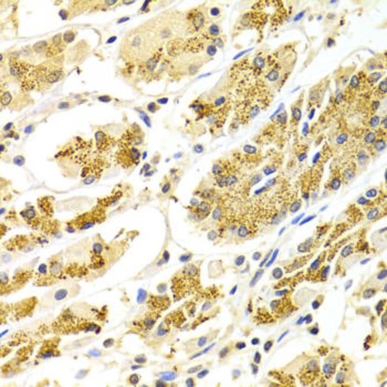 Immunohistochemistry - ATP6AP1 Antibody from Signalway Antibody (32229) - Antibodies.com