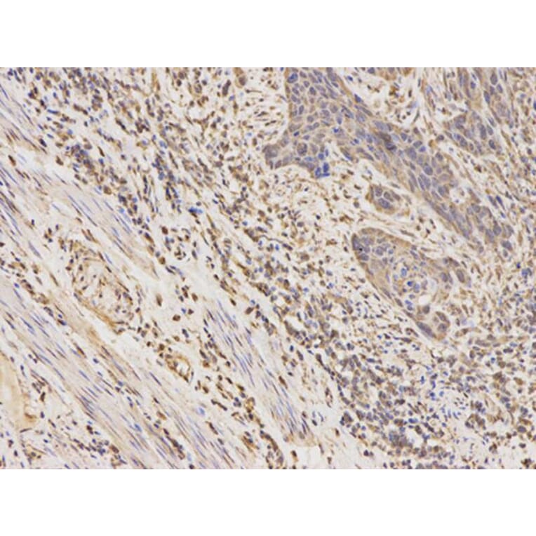 Immunohistochemistry - CSNK2A2 Antibody from Signalway Antibody (32343) - Antibodies.com