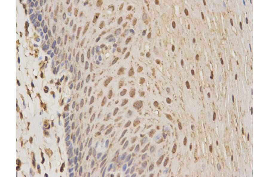 Immunohistochemistry - CSNK2A2 Antibody from Signalway Antibody (32343) - Antibodies.com