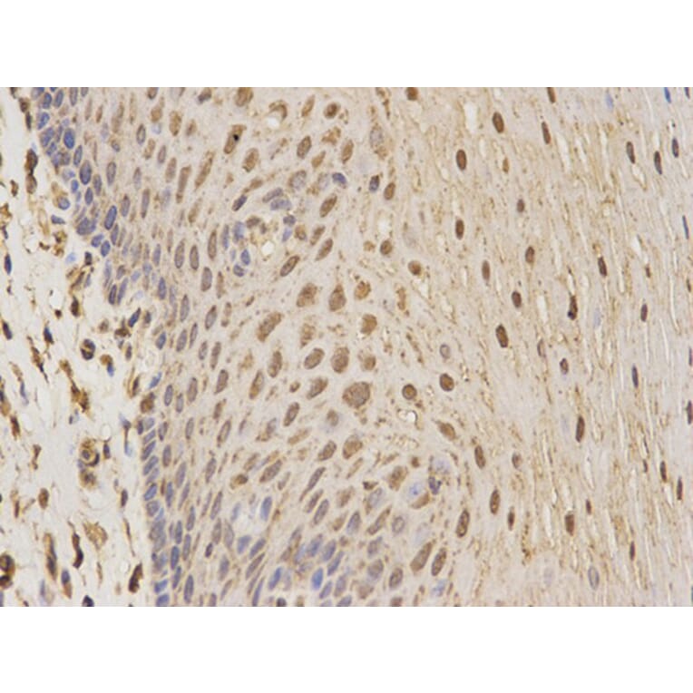 Immunohistochemistry - CSNK2A2 Antibody from Signalway Antibody (32343) - Antibodies.com