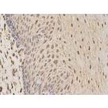 Immunohistochemistry - CSNK2A2 Antibody from Signalway Antibody (32343) - Antibodies.com