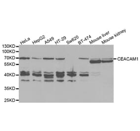 Western blot - CEACAM1 Antibody from Signalway Antibody (32394) - Antibodies.com