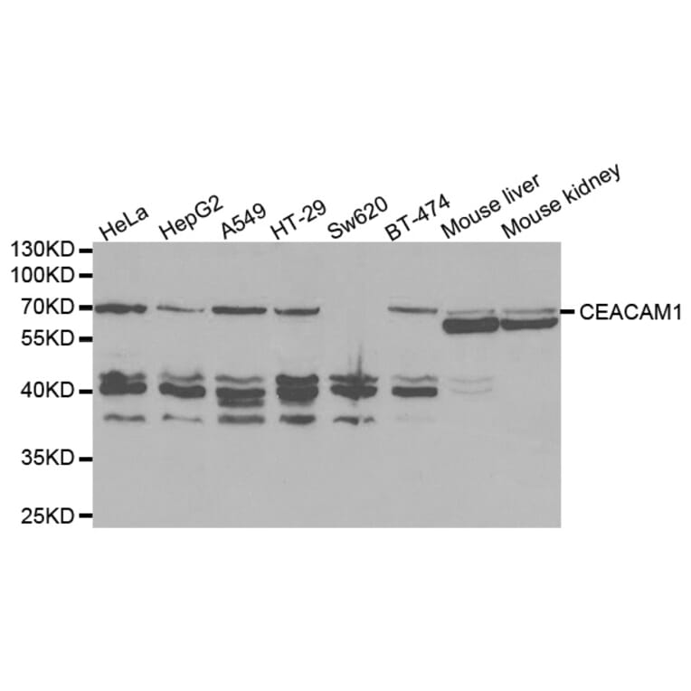 Western blot - CEACAM1 Antibody from Signalway Antibody (32394) - Antibodies.com
