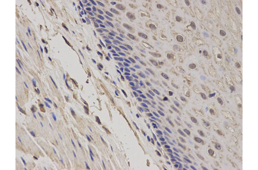 Immunohistochemistry - GADD45A Antibody from Signalway Antibody (32438) - Antibodies.com