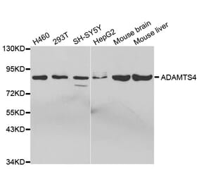 Western blot - ADAMTS4 Antibody from Signalway Antibody (32691) - Antibodies.com