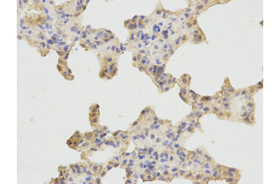 Immunohistochemistry - ARHGEF2 Antibody from Signalway Antibody (32701) - Antibodies.com
