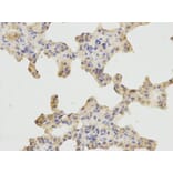 Immunohistochemistry - ARHGEF2 Antibody from Signalway Antibody (32701) - Antibodies.com