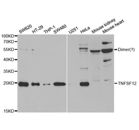 Western blot - TNFSF12 Antibody from Signalway Antibody (32955) - Antibodies.com