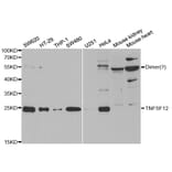 Western blot - TNFSF12 Antibody from Signalway Antibody (32955) - Antibodies.com