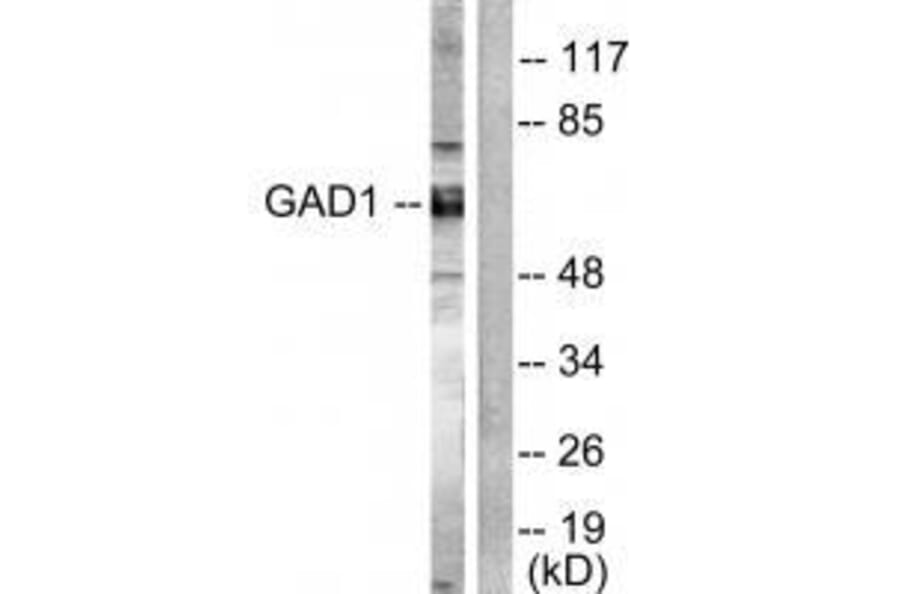 Western blot - GAD1/2 Antibody from Signalway Antibody (33381) - Antibodies.com