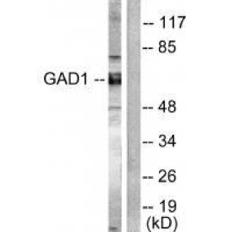 Western blot - GAD1/2 Antibody from Signalway Antibody (33381) - Antibodies.com