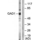 Western blot - GAD1/2 Antibody from Signalway Antibody (33381) - Antibodies.com