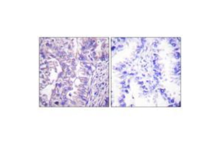 Immunohistochemistry - GAD1/2 Antibody from Signalway Antibody (33381) - Antibodies.com
