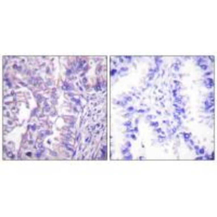 Immunohistochemistry - GAD1/2 Antibody from Signalway Antibody (33381) - Antibodies.com