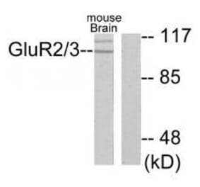 Western blot - GluR2/3 Antibody from Signalway Antibody (33386) - Antibodies.com