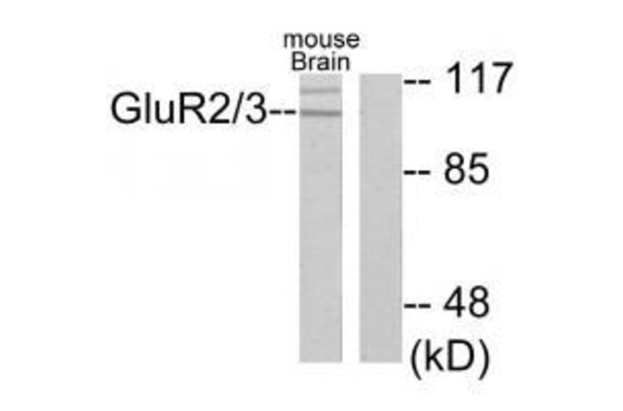 Western blot - GluR2/3 Antibody from Signalway Antibody (33386) - Antibodies.com