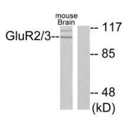 Western blot - GluR2/3 Antibody from Signalway Antibody (33386) - Antibodies.com