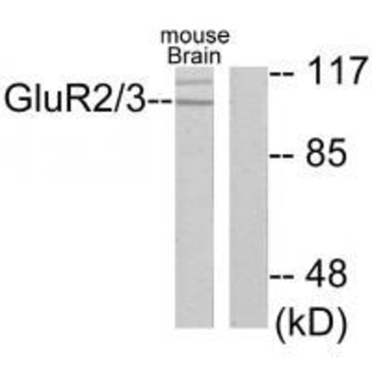 Western blot - GluR2/3 Antibody from Signalway Antibody (33386) - Antibodies.com