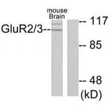 Western blot - GluR2/3 Antibody from Signalway Antibody (33386) - Antibodies.com