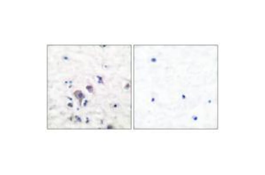 Immunohistochemistry - GluR2/3 Antibody from Signalway Antibody (33386) - Antibodies.com