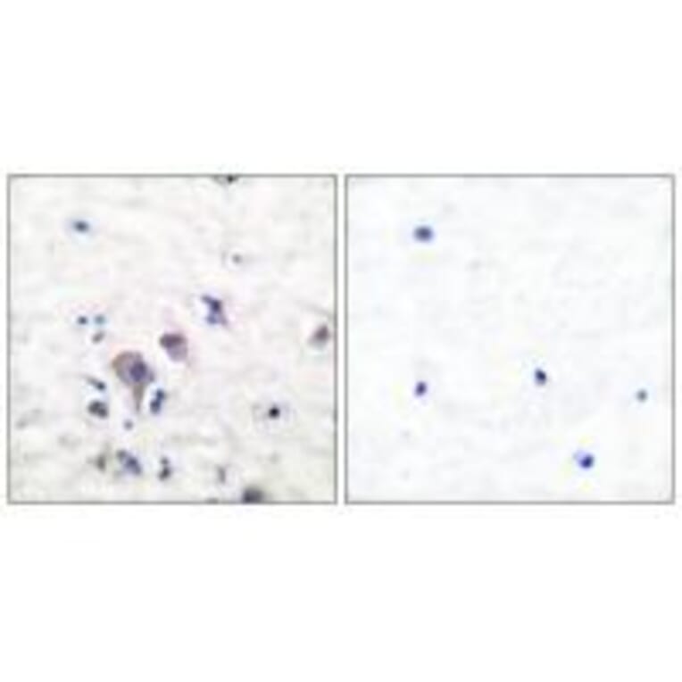 Immunohistochemistry - GluR2/3 Antibody from Signalway Antibody (33386) - Antibodies.com