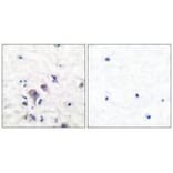 Immunohistochemistry - GluR2/3 Antibody from Signalway Antibody (33386) - Antibodies.com