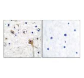 Immunohistochemistry - SH-PTP2 Antibody from Signalway Antibody (33485) - Antibodies.com