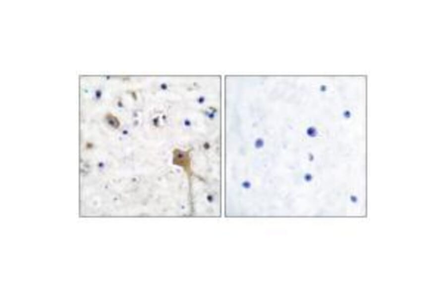 Immunohistochemistry - SH-PTP2 Antibody from Signalway Antibody (33485) - Antibodies.com