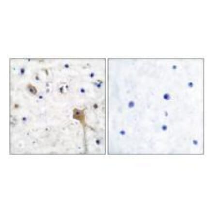 Immunohistochemistry - SH-PTP2 Antibody from Signalway Antibody (33485) - Antibodies.com