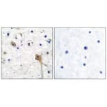 Immunohistochemistry - SH-PTP2 Antibody from Signalway Antibody (33485) - Antibodies.com