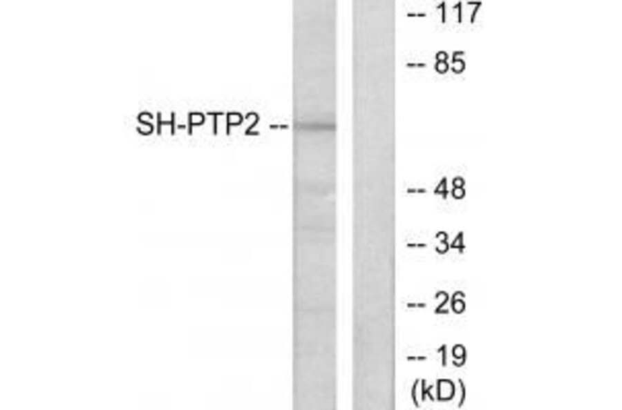 Western blot - SH-PTP2 Antibody from Signalway Antibody (33485) - Antibodies.com