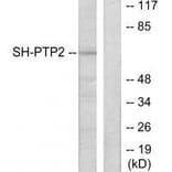 Western blot - SH-PTP2 Antibody from Signalway Antibody (33485) - Antibodies.com