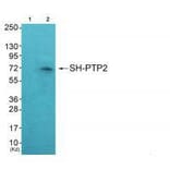 Western blot - SH-PTP2 Antibody from Signalway Antibody (33485) - Antibodies.com