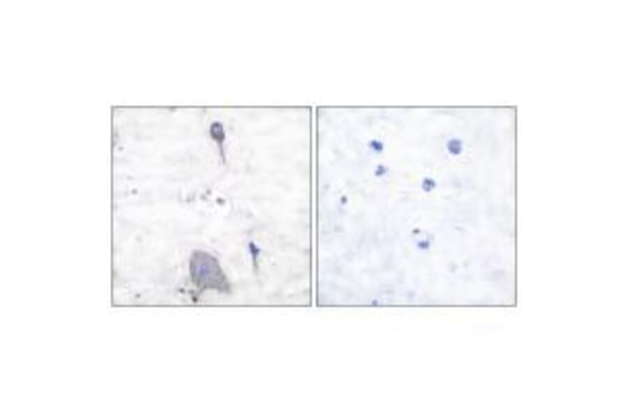 Immunohistochemistry - Sirp α1 Antibody from Signalway Antibody (33486) - Antibodies.com