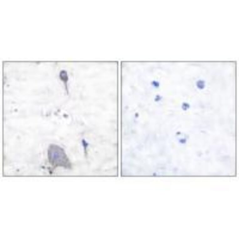 Immunohistochemistry - Sirp α1 Antibody from Signalway Antibody (33486) - Antibodies.com