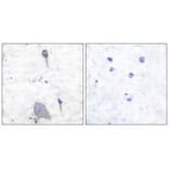 Immunohistochemistry - Sirp α1 Antibody from Signalway Antibody (33486) - Antibodies.com