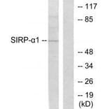 Western blot - Sirp α1 Antibody from Signalway Antibody (33486) - Antibodies.com
