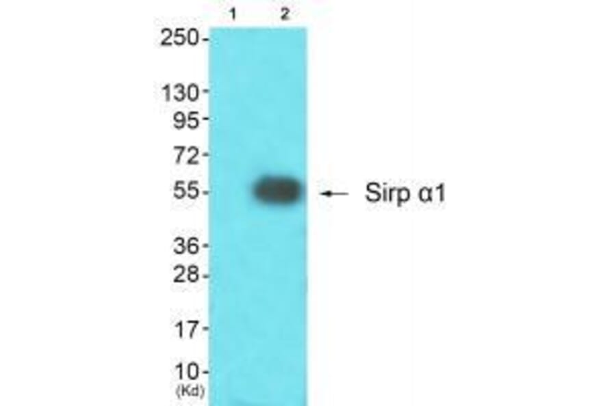 Western blot - Sirp α1 Antibody from Signalway Antibody (33486) - Antibodies.com