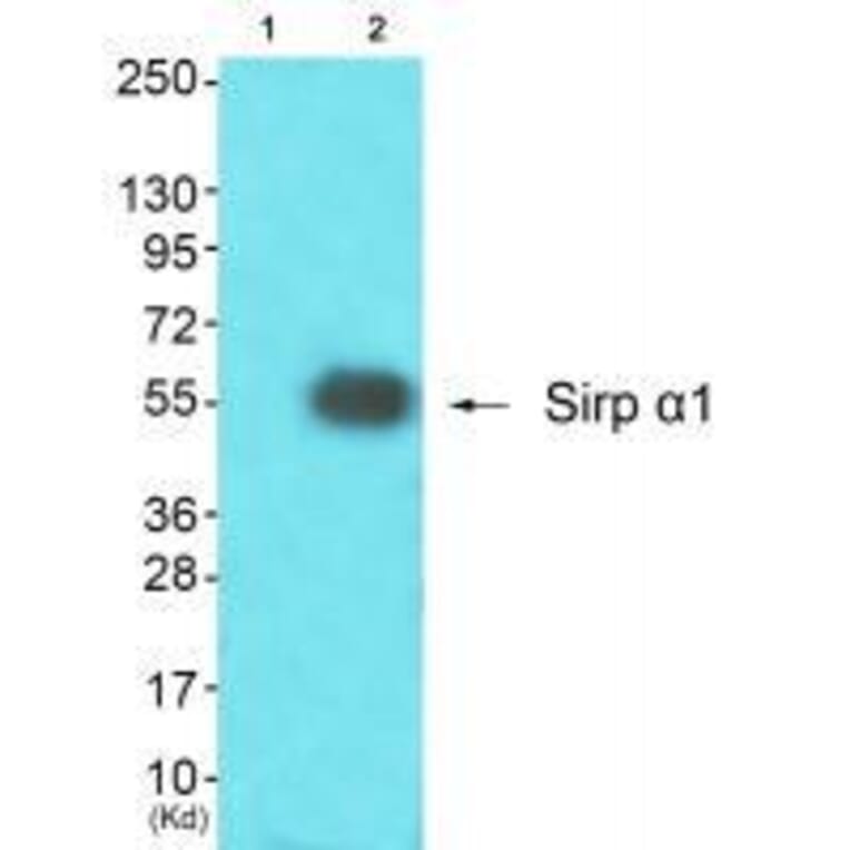 Western blot - Sirp α1 Antibody from Signalway Antibody (33486) - Antibodies.com