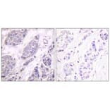 Immunohistochemistry - TGF β3 Antibody from Signalway Antibody (33498) - Antibodies.com