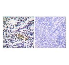 Immunohistochemistry - NYREN18 Antibody from Signalway Antibody (33514) - Antibodies.com