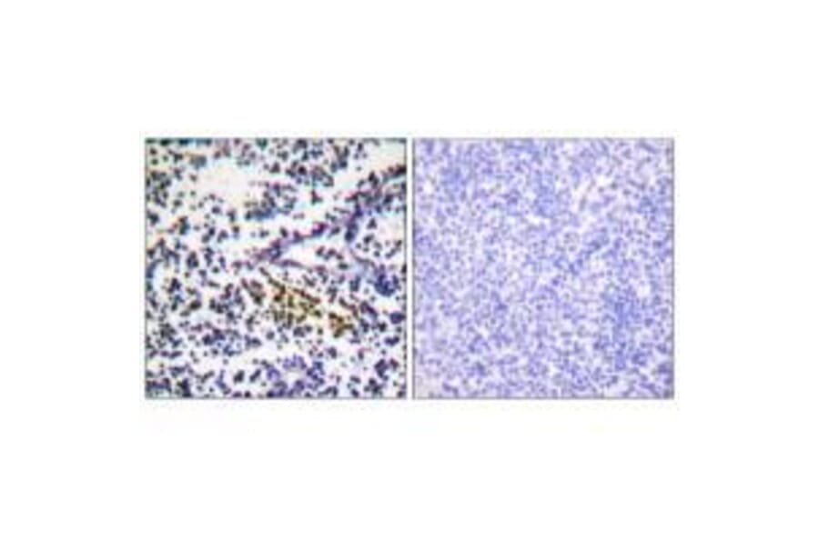 Immunohistochemistry - NYREN18 Antibody from Signalway Antibody (33514) - Antibodies.com