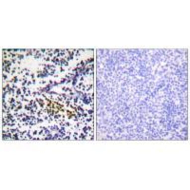 Immunohistochemistry - NYREN18 Antibody from Signalway Antibody (33514) - Antibodies.com