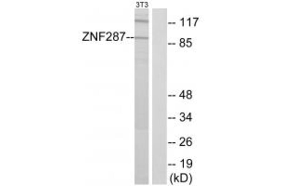 Western blot - ZNF287 Antibody from Signalway Antibody (34071) - Antibodies.com
