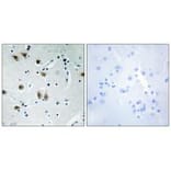 Immunohistochemistry - ZNF148 Antibody from Signalway Antibody (34124) - Antibodies.com