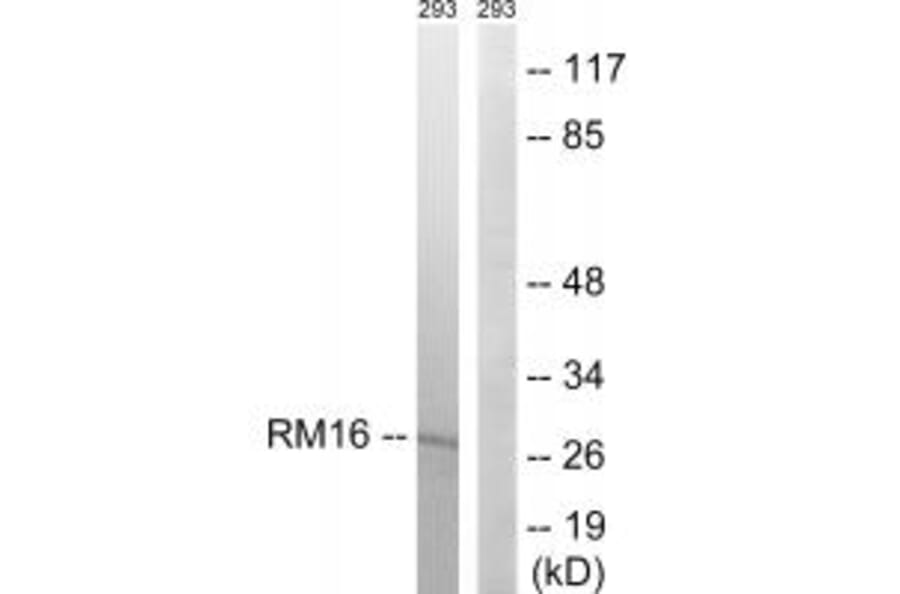 Western blot - MRPL16 Antibody from Signalway Antibody (34320) - Antibodies.com