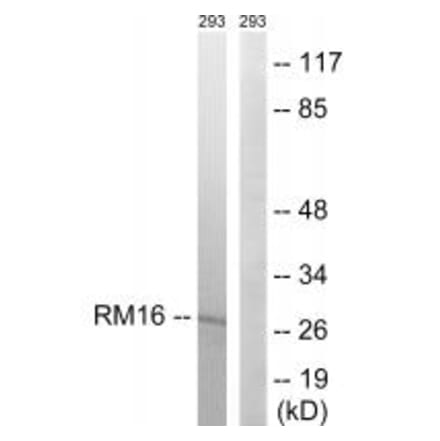 Western blot - MRPL16 Antibody from Signalway Antibody (34320) - Antibodies.com