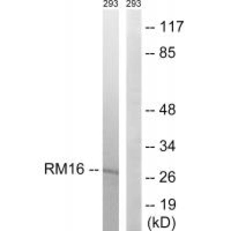 Western blot - MRPL16 Antibody from Signalway Antibody (34320) - Antibodies.com